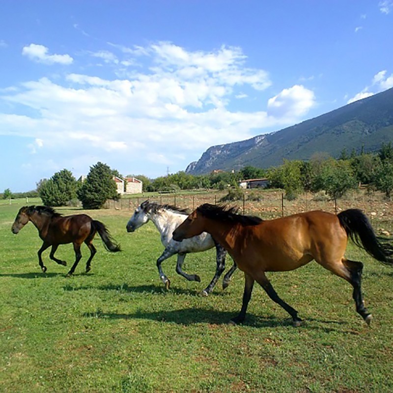 Amfikaia Farm